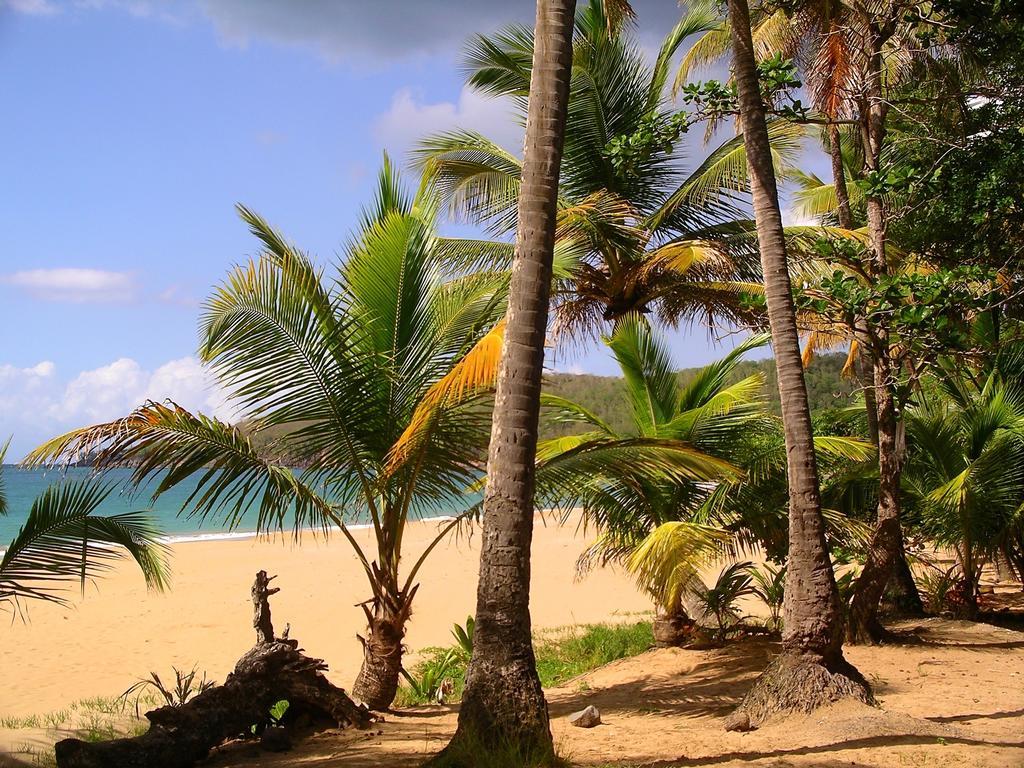 Mangoplaya Villa Deshaies Ngoại thất bức ảnh
